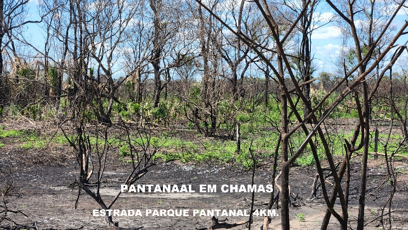 cavalo pulando no pantanal nhecoladia